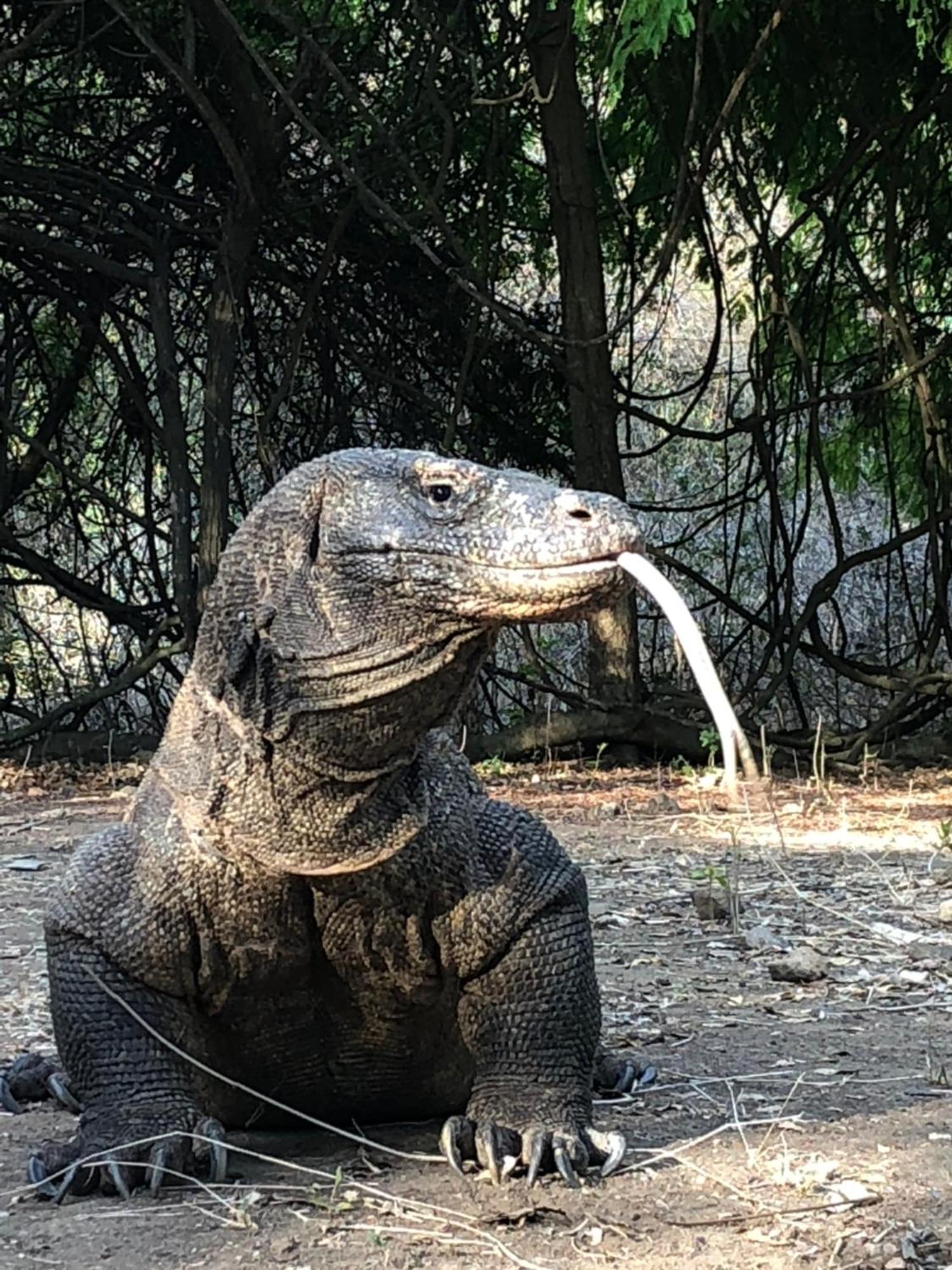 Dua Putri Komodo Homestay מראה חיצוני תמונה