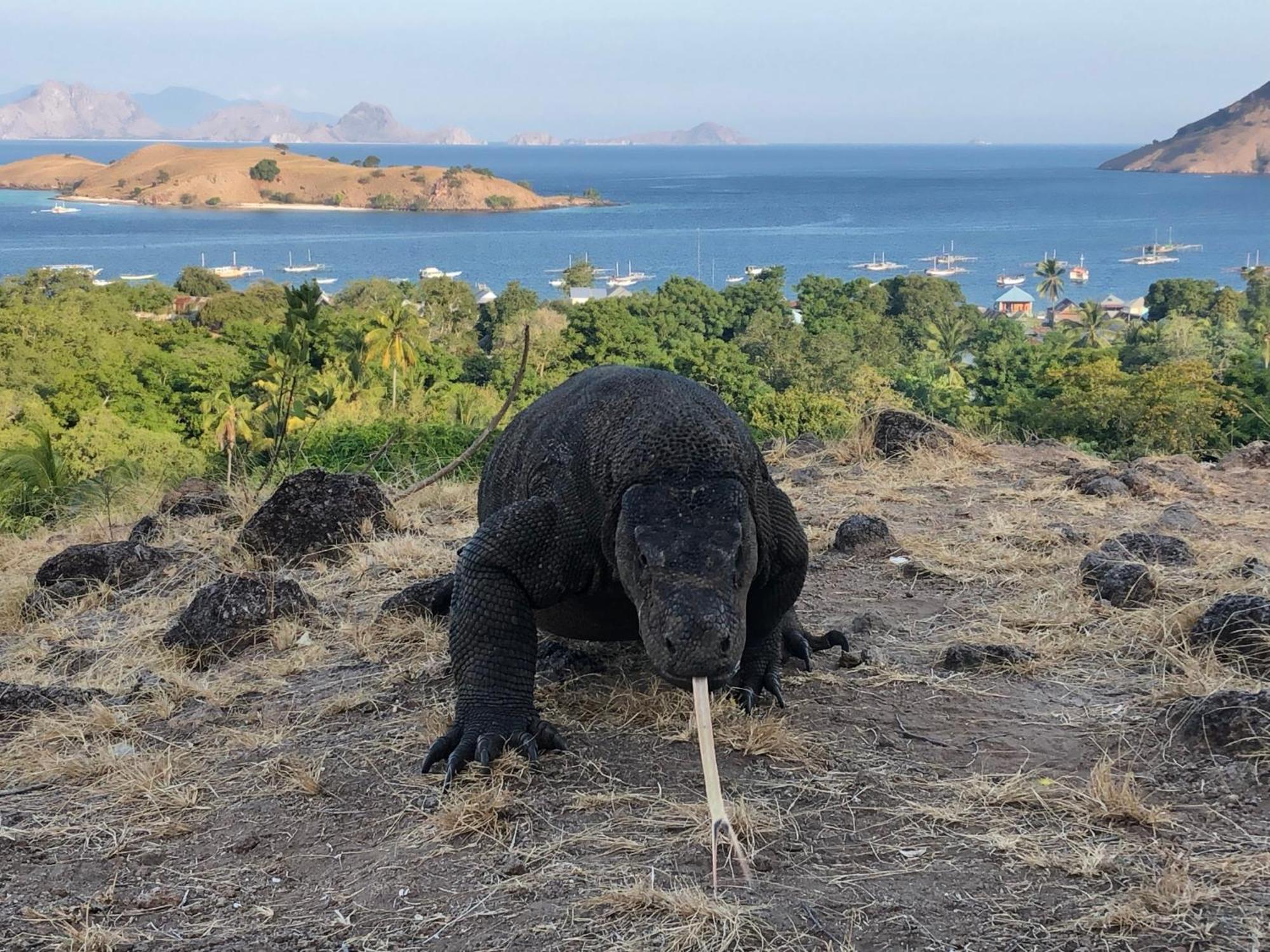 Dua Putri Komodo Homestay מראה חיצוני תמונה